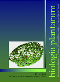 Image result for Xerophyta scabrida