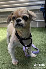 If the pet you wish to adopt is currently on stray hold, you can place a deposit for adoption. This Dog Was Rescued With Six Pounds Of Matted Fur On His Body