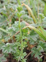 Image result for Alchemilla johnstonii