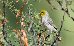 Nest site is in cactus (especially cholla), tree yucca, or thorny low tree such as mesquite, acacia, or paloverde; Verdin Audubon Field Guide