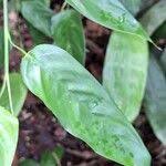 Image result for Marantochloa congensis