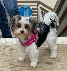 Image result for white yorkshire terrier