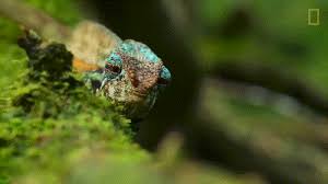 Chameleon Eating Chameleon Gif Lizard