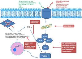 The Role And Therapeutic Potential Of Nf Kappa B Pathway In Severe Covid 19 Patients Springerlink