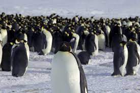 When one thinks of household pets, a penguin is not the first thing that comes to mind. Satellite Imagery Has Just Uncovered 11 New Emperor Penguin Colonies World Economic Forum