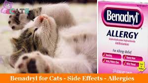 Benadryl may come with many dangers along with side effects. Benadryl For Cats Side Effects Allergies Usage