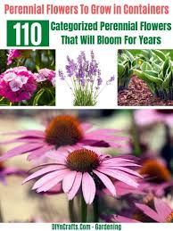 We did not find results for: 110 Categorized Perennial Flowers That Will Bloom For Years