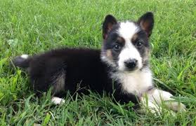 The white german shepherd young female german shepherd dog. The Untold Story Of Steel Blue Panda German Shepherd