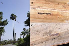 Washingtonia robusta has a hpwra (hawai'i pacific weed risk. Habitat And Live Adult And Nymph Of Empicoris Rubromaculatus A Download Scientific Diagram