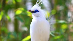 New and best 97,000 of desktop wallpapers, hd backgrounds for pc & mac, laptop, tablet, mobile phone. 23 Beautiful Bird Pc Wallpaper Ryan Wallpaper