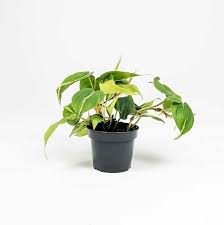 Bu nedenle iç mekan süs sardunya (pelargonium sp.) dekoratif yapraklı olanlar. Kalp Yaprakli Salon Sarmasigi Alacali Philodendron Scandens Brasil Sarkik Bitkiler Tum Urunler Ic Mekan Sus Bitkileri Fidan Burada