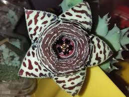 Image result for Huernia kirkii