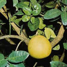 Perfect for your balcony or backyard! Pummelo Description Tree Britannica