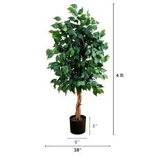 Image result for Ficus verruculosa