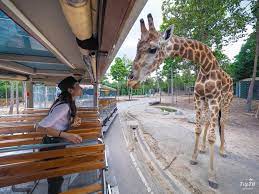 53,158 likes · 2,270 talking about this · 94,587 were here. à¹ƒà¸„à¸£à¸— à¸à¸³à¸¥ à¹€à¸Š à¸¢à¸‡à¹ƒà¸«à¸¡ à¹„à¸™à¸— à¸‹à¸²à¸Ÿà¸²à¸£ Chiang Mai Night Safari Facebook