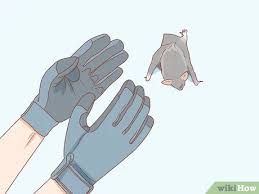 We did not find results for: 3 Cara Untuk Menangkap Kelelawar Di Dalam Rumah Wikihow