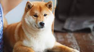 Our artist incubator invited the best artists in the shiba inu community to join us on a special project. 2tj92hpwdyfilm