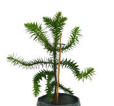 Image result for Arauk rie Araucaria