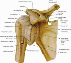 Supraspinatus, infraspinatus, ters minor,.et), using interactive animations and labeled diagrams. Shoulder Muscles Bones Joints Exercises Injuries Muscleseek