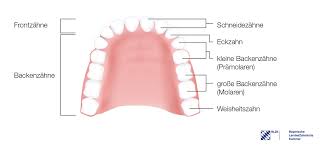 Bei mih entstehen die schäden lange bevor der zahn durchbricht, erklärt oft sind vor allem die 6er molaren betroffen, die ersten bleibenden großen backenzähne, die ungefähr im alter von sechs jahren hinter dem letzten. Den Zahnwechsel Beim Kind Begleiten Zahn De