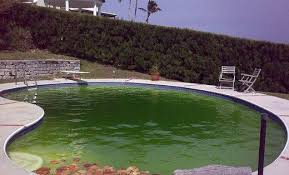 My Swimming Pool Is Green How To Clean Get Rid Of Algae Green Pool Water Green Pool Salt Water Pool Maintenance