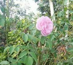 Bunga cantik yang satu ini sering digambarkan sebagai lambang cinta tidak heran gambar bunga anggrek. Bunga Mawar Di Halaman Rumah Steemit