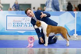 The purebred american staffordshire terrier. American Staffordshire Terrier Tira Dog Show In Moscow Pitbulls