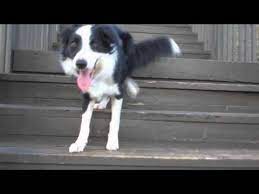Incredible Dog Tricks With Chase The Border Collie What A Smart Little Dog Dog Hacks Dog Clicker Training Dogs