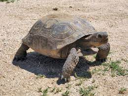 Death valley national park is a mostly arid national park located east of the sierra nevada mountain range in inyo county, california, usa with a small section extending into nevada. Animals Death Valley National Park U S National Park Service