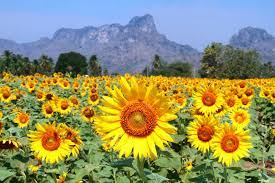 The ultimate round up of flower fields around portland oregon. 5 Most Beautiful Flower Fields To Visit In December And January