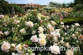 Divine Rose Gardens to Visit & Fabulous Rose Garden Events to Attend in  Summer 2025!