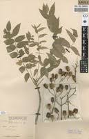 Image result for Kirkia