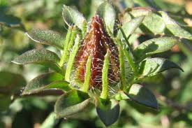 Image result for Hibiscus surattensis