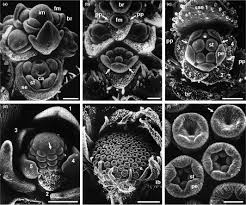 Orchestration of the floral transition and floral development in arabidopsis by the bifunctional you are going to email the following ettin patterns the arabidopsis floral meristem and. Evolution And Genetic Control Of The Floral Ground Plan Smyth 2018 New Phytologist Wiley Online Library