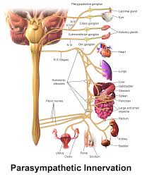 Human Anatomy And Physiology Diagrams Parasympathetic