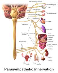 human anatomy and physiology diagrams parasympathetic