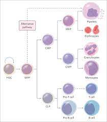 Clinical And Therapeutic Implications Of Cancer Stem Cells Nejm