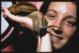 Did you know? The largest known land gastropod is the African giant snail  (Achatina achatina) 🐌 The largest recorded specimen measured 39.3 cm (1 ft  3.5 in) from snout to tail when