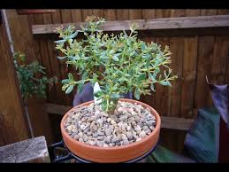 Image result for Crassula sarcocaulis