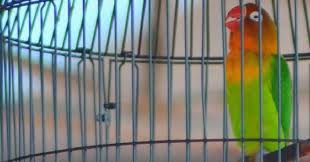 Lovebird konslet adalah sebutan untuk salah satu cara ngekek lovebird yang paling unik. Mengetahui Kelebihan Dan Kekurangan Lovebird Konslet Dan Lovebird Fighter Burung