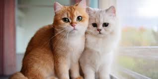 Bulu kucing rontok, sangat menyebalkan bagi si kucing dan kita sebagai pemiliknya. 5 Cara Mudah Merawat Bulu Kucing Kesayangan Agar Tetap Sehat Dan Indah Merdeka Com