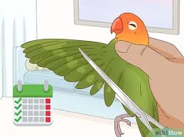 If you are able to provide your bird with adequate care and love, then this might be the perfect bird for you. How To Keep A Lovebird As A Pet With Pictures Wikihow