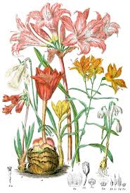Image result for Amaryllidaceae