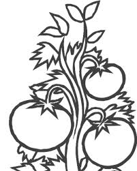 For boys and girls, kids and adults, teenagers and toddlers, preschoolers and older kids at school. Tomato Plant Coloring Page Free Coloring Library