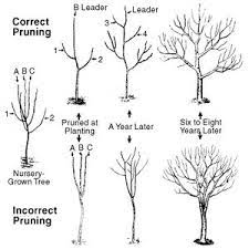 Hgic 1351 Pruning Training Apple Pear Trees Extension Clemson University South Carolina Pruning Fruit Trees Garden Trees Fruit Garden