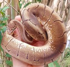 Ball Python Morphs Available At Olympian Exotics In 2020 Ball Python Morphs Ball Python Dark Blue Eyes