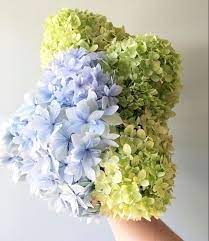 Hydrangea Flowers For Sale Wholesale Flowers Hydrangea Colors
