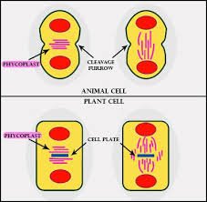 What happens during telophase in animal cells. How Does Cytokinesis In Plant Cells Differ From That Class 11 Biology Cbse