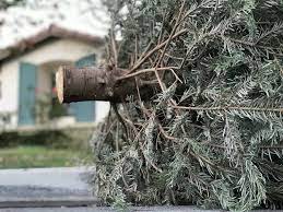 When Is Harford County Christmas Tree Pickup 2022 Where To Recycle Christmas Trees In Bel Air | Bel Air, Md Patch