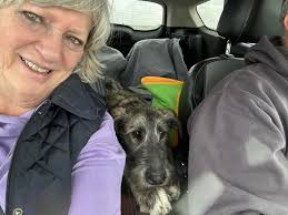 Phillips Irish Wolfhound Puppies (@phillipspuppies) • Facebook